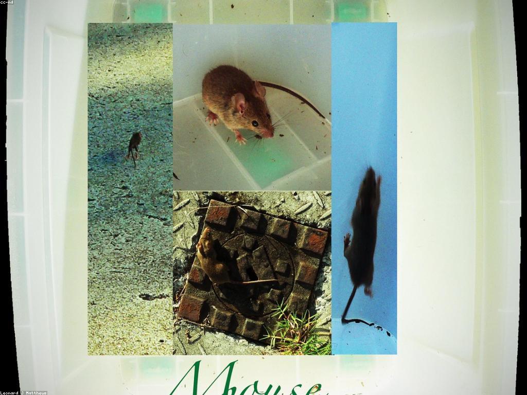 កម្មវិធីសង្ឃឹម: ការប្រែប្រាស់និងការលូតលាស់